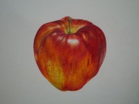 사과, 보태니컬아트, 보타니컬아트, 색연필, 그림, 일러스트 apple, botanical art, colored pencil, illustration | 사과, 색연필... 