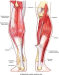 Muscles that Move the Foot and Toes | 골격근, 근육, 아나토미