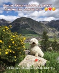 Tutto Livigno & Willy on Instagram: #livigno 🐶❤️ #willy #willytuttolivigno #maltesedog #malteselovers #petslovers... 