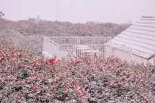 “동백 만개하는 2월”… 놓치지 말아야 하는 겨울 동백꽃 여행지 3곳 Pin on 국내여행