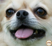Chihuahua | 강아지