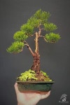 Pin by 성원 엄 on Bonsai | Bonsai, Plants, Planters