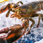 캐나다 프리미엄 활 랍스터 1미 1kg 바닷가재, 단일상품