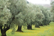 Olive에 관한 22개의 최상의 Pinterest 이미지 | 조경, 식물 및 올리브 Olive