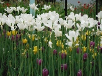 고양대로, #Goyang-daero, South #Korea | Places to visit, Plants, Travel