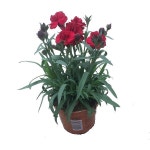 Пин от пользователя jin bok на доске 수목 | Растения