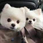 너네 오디가 🤗 #곰사장 #하비서 - #pomeranian #pom #화이트포메 #포메라니안 #포메 | Animals beautiful, Animal lover, Animals
