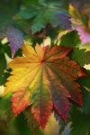 Nature에 관한 15개의 최상의 Pinterest 이미지 | 여행지, Beleza 및 아름다운 장소 Nature