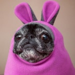 Pugs에 관한 227개의 최상의 Pinterest 이미지 | 강아지, 아기 퍼그 및 퍼그 개 Pugs