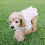 코콜라 : 네이버쇼핑 스마트스토어(이미지 포함) | 강아지 침대, 강아지 옷, 웰시 코기