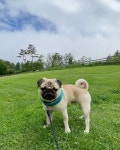 [パグ]青空 と 眠たい犬 (Blue sky and a sleepy dog) - #ドッグリゾートwoof #山中湖 #山梨 #パグ #pug #퍼그 #哈巴狗 #dog #doglife... 