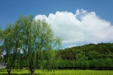 하늘이 맑은날 #두류공원#유채밭  #좋아요 #맞팔 #인친환영 #인친... 맑은날 #두류공원#유채밭   #좋아요 #맞팔 #인친환영 #인친#좋반#데일리... 