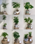 키우실 장소와 용도에 맞게 추천해드릴게요🌱 •카카오채널-플라워노트 •010-3386-6530 •창원시 성산구 비음로53 103호