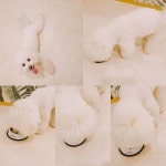 #꿈린백호  #       #dogkindergarten #꿈에개린 #꿈린 #강남강아지호텔 #대형견호텔 #강남강아지유치원 #애견호텔 #애견유치원 #강아지호텔...