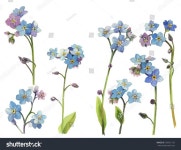 날 잊거나 미오소티스는 격리된 흰색 배경에 스톡 일러스트 739021135 | Shutterstock