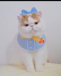 보우보우 🐾 on Instagram: “이세상 귀여움이 아니다..🐥 사랑스러운 고양이친구의 유치원케이프 후기사진이에요✨ 늘 예쁜 사진... 