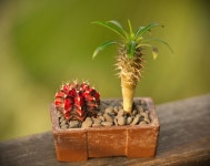 #succulents #cactus #succulentlovers #cactuslovers #minigarden | 식물, 원예, 꽃