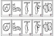 Pin de Jaieun Jung em 곤충 | Ciclo de vida da borboleta, Ciência para crianças, Educação infantil