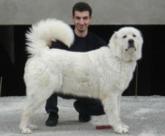 ◄CAUCASIAN SHEPHERD DOG_ THE SAME GEORGIAN SHEPHERD DOG-NAGAZI►에 있는 manana siradze님의 핀 | 애견