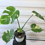 무늬몬스테라] 중품 J0472 -동일품 배송- 높이50cm 폭45cm(Monstera deliciosa) - 공기정화식물(air purifying plants) Pin on... 