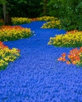 Tulips에 관한 24개의 최상의 Pinterest 이미지 | 자연, 꽃 정원 및 Paisajes Tulips