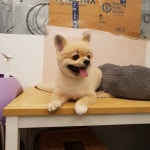 #베베독하우스 #부산24시애견호텔 #개린이 #fff #f4f #부산애견호텔 #puppy #연산동애견호텔 #likelike #연산동 #부산 #해운... (With... 