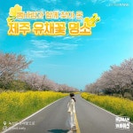 수 있는유채꽃 명소에서 봄을 느껴보자구><⠀유채꽃으로 온통 노란 밭에제주에 파란 하늘을 더하면 크~~~ 완벽하... | Country roads, Road, Country