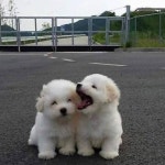 ^^STYLE^^에 있는 쉿!님의 핀 | 개와 강아지, 아기 동물, 귀여운 강아지