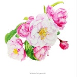 a colored pencils on paper . . . . . #꽃사과 #회원작품... 꽃그림 #색연필화 #파버카스텔 #파브리아노 #홍대... 