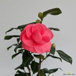 핑크로즈동백(동일품배송)(Camellia japonica) - 공기정화식물(air purifying plants)