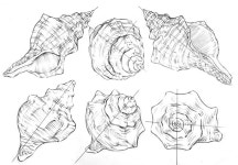 소라 기초디자인 ㅣ 서경대 실기대회 소라 끈 울림 소라 기초디자인 ㅣ 서경대 실기대회 소라 끈 울림 | Shell drawing, Object... 