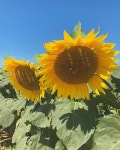 North Fork Sunflower Maze | 해바라기