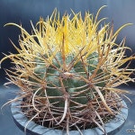 금관룡 중품(실생)꽃필능력있음 국내산 세원선인장(Ferocactus chrysacanthus) - 선인장(Cactus)