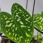 뷰티히로 알로 칼라디웅 (중품) 재입고 - 공기정화식물(air purifying plants)