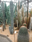 고양대로, #Goyang-daero, South #Korea | Plants