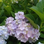 수국 紫陽花 hydrangea - 2020 | 수국