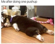 Awesome dogs에 관한 상위 25개 이상의 Pinterest 아이디어 | 개 공간, 개 가구 및 수제 개 침대