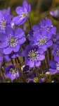 Pin de 임옥화 em Belki Bir Gün-Maybe one Day | Flores bonitas, Flores fotografia, Flores da primavera
