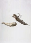 Whales에 관한 47개의 최상의 Pinterest 이미지 | 고래, 생선 및 내 사랑 Whales