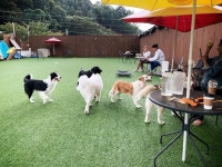 도그런 다닌지 거의2년이 다 되어간다... 작년 이맘때쯤 평일은 당연하고 주말에 와도 대형견이나 대형견스러운 중형견은 찾아보기... 