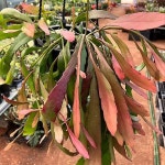 립살리스 루비 - 공기정화식물(air purifying plants) Pin on 관엽식물/공기정화식물 Foliage
