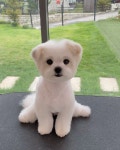 Pin page 슈앤트리  |  SHU AND TREE on Instagram: “⠀⠀⠀⠀⠀⠀⠀⠀⠀⠀⠀⠀⠀⠀⠀⠀ 애기때 부터 2주에 한번씩 보는... 