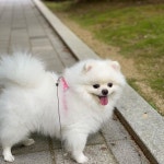 내사랑~~~❤️ 😍 😊 💕 #포메라니안 #화이트포메 #반려견 #멍스타그램 #독스타그램 #레미 #애완견 #pomeranian #포메... 