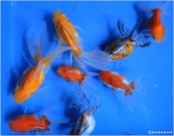My pet Gold fishes | 사진, 물고기