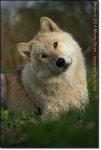 animals에 관한 44개의 최상의 Pinterest 이미지 | 애완동물, 야생 동물 및 새 animals
