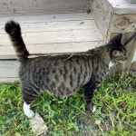 고양이 Pin on 강릉살이 | Animals, Cats