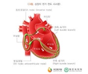심전도 검사 - 심장의 전기 전도 시스템 | 전기