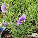 솔잎도라지 - 야생화(Wild Flower)