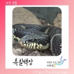 흑질백장 (먹구렁이 중 일부)