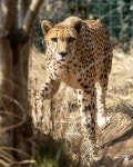 miki on Instagram: “今日は伊豆アニマルキングダムへ😊 📷22.03.13 #チーター #Cheetah #Acinonyxjubatus #치타 #猎豹... 